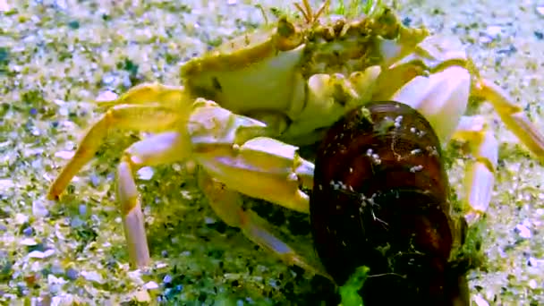 在黑海游泳蟹 Macropipus Holsatus 休息并吃蛤蟆贻贝 — 图库视频影像