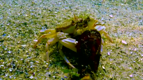 Badkrabba Macropipus Holsatus Går Sönder Och Äter Mussla Svarta Havet — Stockvideo