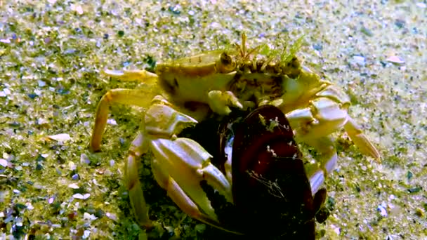 Schwimmkrabbe Macropipus Holsatus Zerbricht Und Frisst Muschelmuschel Schwarzen Meer — Stockvideo