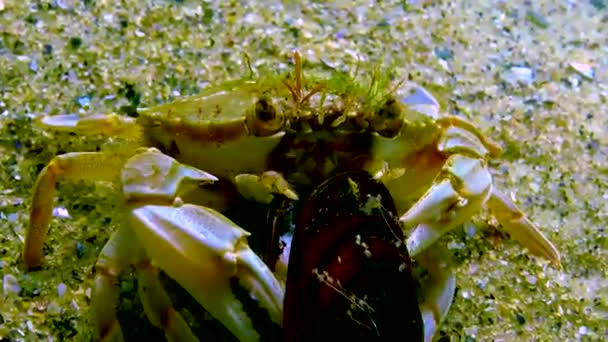 泳ぐカニ Macropipus Holsatus が休憩し 黒海でアサリのムッセルを食べる — ストック動画