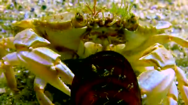 Swimming Crab Macropipus Holsatus Breaks Eats Clam Mussel Black Sea — Stock Video