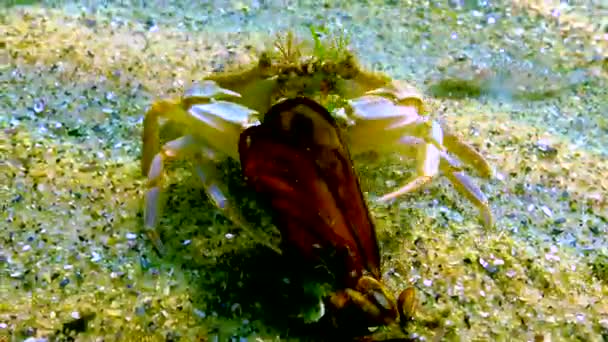 在黑海游泳蟹 Macropipus Holsatus 休息并吃蛤蟆贻贝 — 图库视频影像