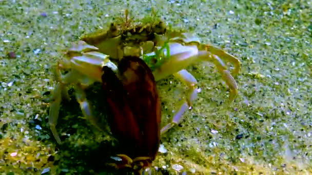 Zwemkrab Macropipus Holsatus Breekt Eet Een Mossel Van Mosselen Zwarte — Stockvideo