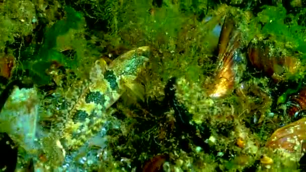 Tubenose Goby Proterorhinus Marmoratus Прячется Среди Водорослей Моллюсков Морском Дне — стоковое видео