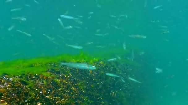 Large Flock Small Fish Big Scale Sand Smelt Atherina Pontica — Vídeo de stock