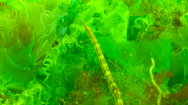 Peixes Tubulação Listrados Pretos Syngnathus Abaster Nadam Entre Algas Perto — Vídeo de Stock