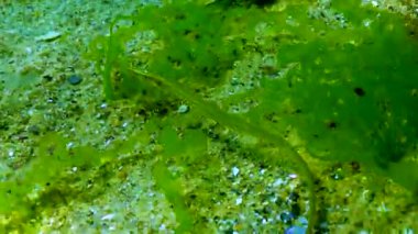 Yosun çalılıklarında geniş burunlu boru balığı (Syngnathus typhle). Karadeniz Balığı. 