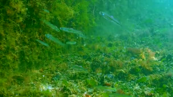 Crustáceos Parasitas Amphipod Parte Trás Peixe Atherina Pontica Nadando Mar — Vídeo de Stock