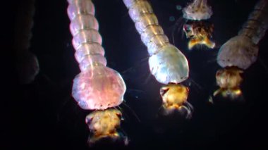 Sivrisinek, larva ve pupa kirli su içinde. Culex pipiens (ortak ev sivrisinek veya Kuzey ev sivrisinek) familyasına ait kan besleme sivrisinek Culicidae ailesinin