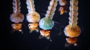 Sivrisinek, larva ve pupa kirli su içinde. Culex pipiens (ortak ev sivrisinek veya Kuzey ev sivrisinek) familyasına ait kan besleme sivrisinek Culicidae ailesinin