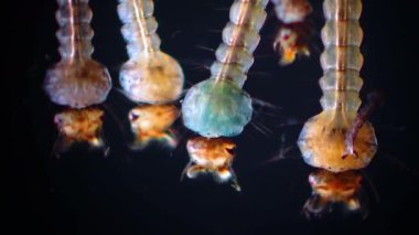 Sivrisinek, larva ve pupa kirli su içinde. Culex pipiens (ortak ev sivrisinek veya Kuzey ev sivrisinek) familyasına ait kan besleme sivrisinek Culicidae ailesinin