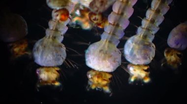 Sivrisinek, larva ve pupa kirli su içinde. Culex pipiens (ortak ev sivrisinek veya Kuzey ev sivrisinek) familyasına ait kan besleme sivrisinek Culicidae ailesinin