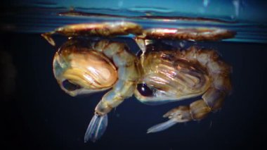 Sivrisinek, larva ve pupa kirli su içinde. Culex pipiens (ortak ev sivrisinek veya Kuzey ev sivrisinek) familyasına ait kan besleme sivrisinek Culicidae ailesinin