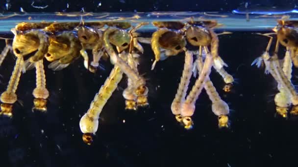 Mosquito Larvas Pupas Água Poluída Culex Pipipiens Uma Espécie Mosquito — Vídeo de Stock