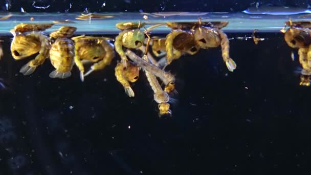 Mosquito Larvas Pupas Agua Contaminada Culex Pipiens Una Especie Mosquito — Vídeos de Stock