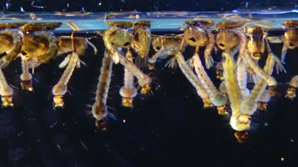 Комары Личинки Куколки Загрязненной Воде Culex Pipipiens Обыкновенный Домашний Комар — стоковое видео