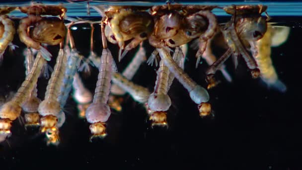 Mosquito Larvas Pupas Água Poluída Culex Pipipiens Uma Espécie Mosquito — Vídeo de Stock