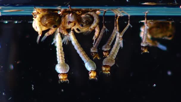 Mosquito Larvae Pupae Polluted Water Culex Pipiens Common House Mosquito — Stock Video