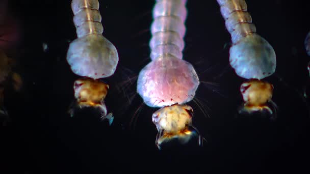 Mosquito Larvas Pupas Água Poluída Culex Pipipiens Uma Espécie Mosquito — Vídeo de Stock