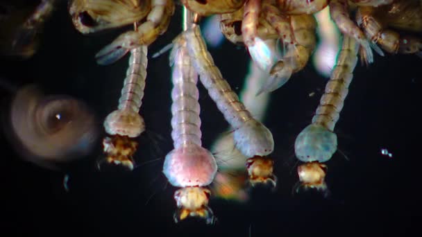 Szúnyog Lárvák Bábok Szennyezett Víz Dalos Szúnyog Közös Ház Szúnyog — Stock videók