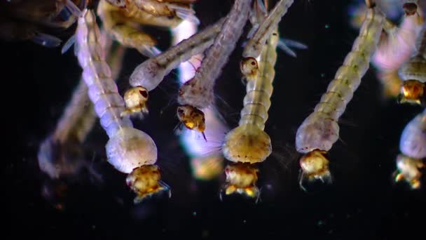 Mosquito Larven Poppen Vervuild Water Culex Pipiens Gemeenschappelijke Huis Mug — Stockvideo