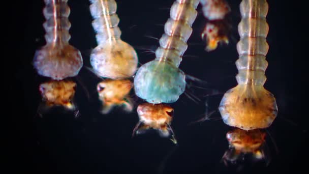 Mosquito Larvas Pupas Agua Contaminada Culex Pipiens Una Especie Mosquito — Vídeos de Stock