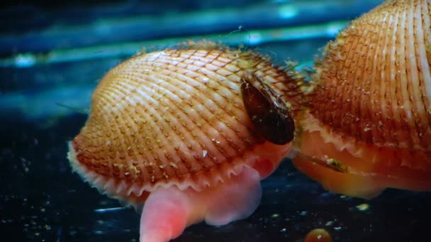 Anadara Inaequivalvis Mollusque Bivalves Envahisseur Mer Noire Espèce Envahissante — Video