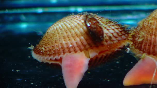 Anadara Inaequivalent Vis Bivalve Mollusk 黑海入侵者 入侵物种 — 图库视频影像