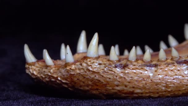 フロリダのワニを詰め込んだ若いワニの歯を持つ顎 ビデオスライダー — ストック動画