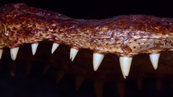 Jaw Teeth Young Alligator Stuffed Crocodile Florida Video Slider — Stock Video