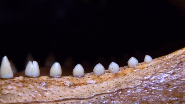 Mandíbula Com Dentes Jovem Jacaré Recheado Crocodilo Flórida Slider Vídeo — Vídeo de Stock