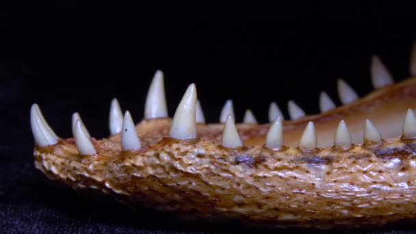 Εκτροπής Δόντια Ενός Νεαρού Αλιγάτορα Γεμιστό Κροκόδειλο Από Φλόριντα Συρόμενο — Αρχείο Βίντεο
