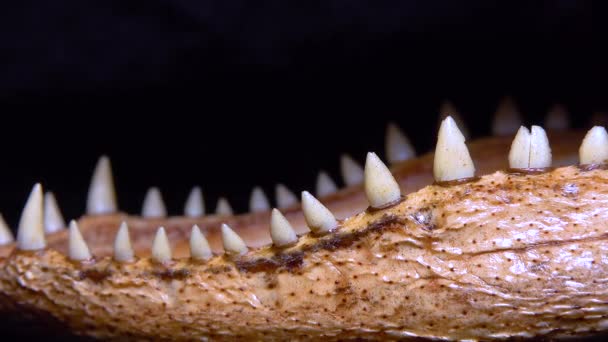 Kiefer Mit Zähnen Eines Jungen Alligators Ausgestopftes Krokodil Aus Florida — Stockvideo