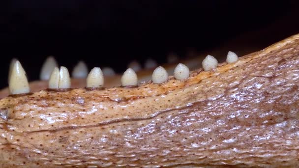 Mandíbula Com Dentes Jovem Jacaré Recheado Crocodilo Flórida Slider Vídeo — Vídeo de Stock