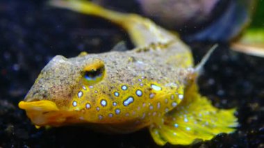 Deniz yusufçuğu (Callionymus pusillus), güzel bir balığın erkeği, Karadeniz 'de deniz tabanında yüzer.