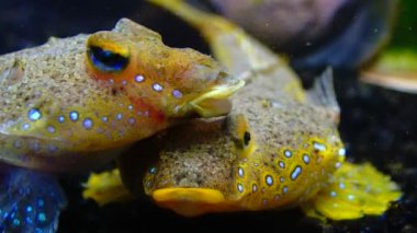 Deniz yusufçuğu (Callionymus pusillus), güzel bir balığın erkeği, Karadeniz 'de deniz tabanında yüzer.