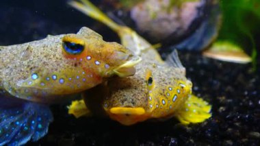 Deniz yusufçuğu (Callionymus pusillus), güzel bir balığın erkeği, Karadeniz 'de deniz tabanında yüzer.