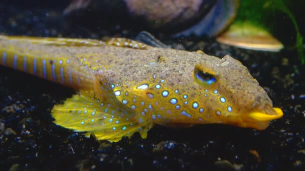セーフィン ドラゴン カリオニムス プッシルス 海底を泳ぐ美しい魚のオス — ストック動画