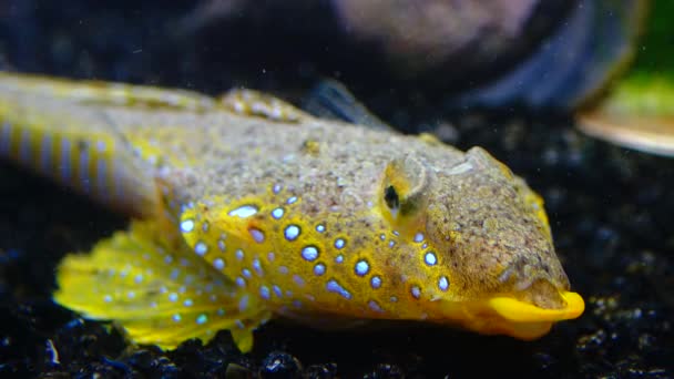 Sailfin Dragonet Callionymus Pusillus Mannetje Van Een Prachtige Vis Zwemt — Stockvideo