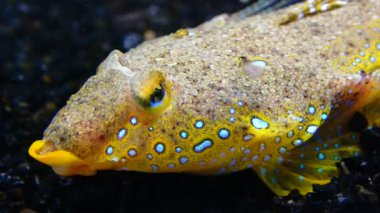 Deniz yusufçuğu (Callionymus pusillus), güzel bir balığın erkeği, Karadeniz 'de deniz tabanında yüzer.