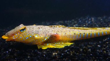 Deniz yusufçuğu (Callionymus pusillus), güzel bir balığın erkeği, Karadeniz 'de deniz tabanında yüzer.