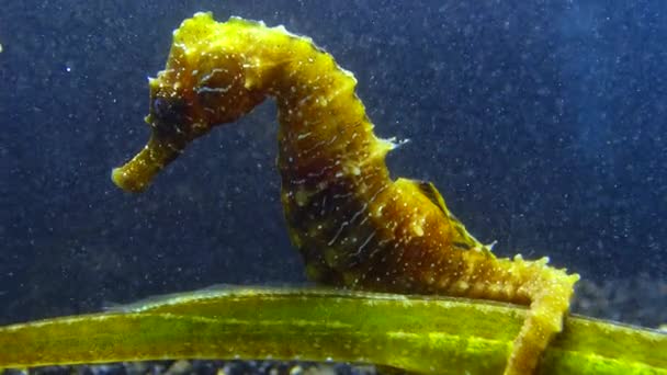 Krótkometrażowy Konik Morski Hippocampus Hippocampus Przylegający Ryby Ogonem Morze Czarne — Wideo stockowe