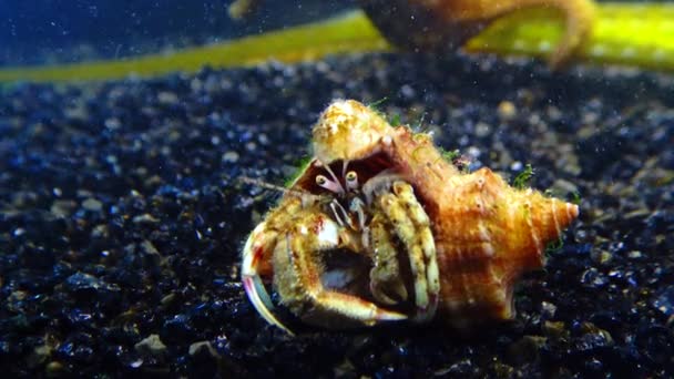 Rapana Venosa壳中的小寄居蟹 Diogenes Pugilator — 图库视频影像