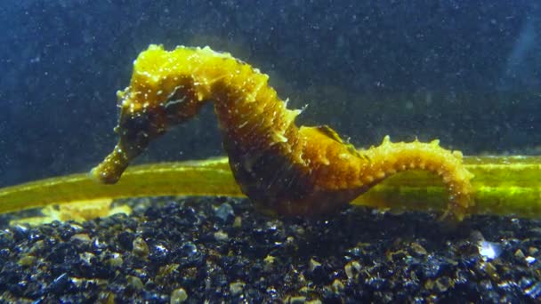 Kurzschnauziges Seepferdchen Hippocampus Hippocampus Klammert Sich Mit Dem Schwanz Einen — Stockvideo