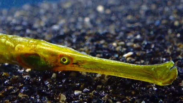 Großnasiger Seenadelfisch Syngnathus Typhle Großaufnahme Des Kopfes Und Des Röhrenmauls — Stockvideo