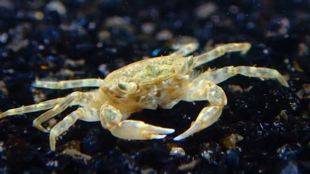 Brachinotus Sexdentatus Ansicht Einer Kleinen Geheimnisvollen Krabbe Grund Eines Aquariums — Stockvideo