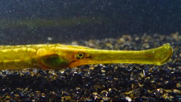 Pipefish Nez Large Syngnathus Typhle Gros Plan Sur Tête Bouche — Video