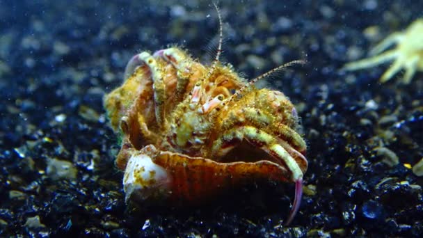 Petit Crabe Ermite Diogenes Pugilator Dans Coquille Rapana Venosa — Video