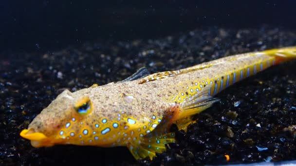 Sailfin Dragonet Callionymus Pusillus Samiec Pięknej Ryby Pływa Nad Dnem — Wideo stockowe