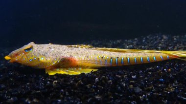 Deniz yusufçuğu (Callionymus pusillus), güzel bir balığın erkeği, Karadeniz 'de deniz tabanında yüzer.